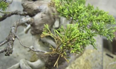 What are the most common problems faced when taking care of bonsai trees?