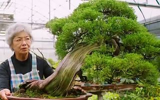 What does a bonsai tree signify?
