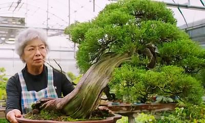 What does a bonsai tree signify?