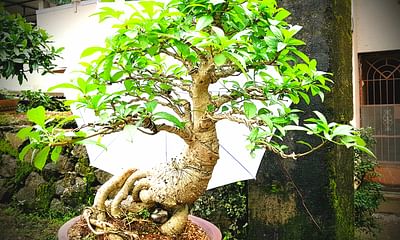 What is Bonsai Ficus Benjamina jinning?
