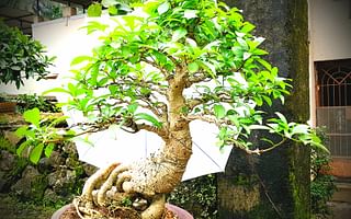 What is Bonsai Ficus Benjamina jinning?
