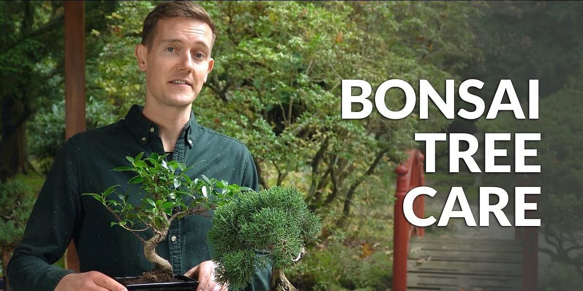 What is the best bonsai tree for beginners?