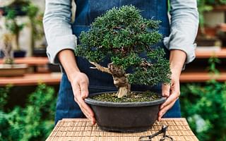 What is the best bonsai tree for indoor use?