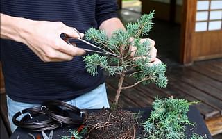 What is the best plant food for a bonsai tree?