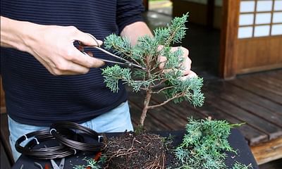 What is the best plant food for a bonsai tree?