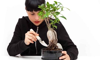 What is the biggest mistake people make when caring for bonsai trees?