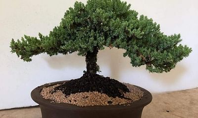 What is the difference between an indoor bonsai and an outdoor bonsai?