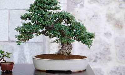 What is the easiest tree to use for bonsai?