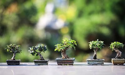 What is the fastest growing bonsai tree?