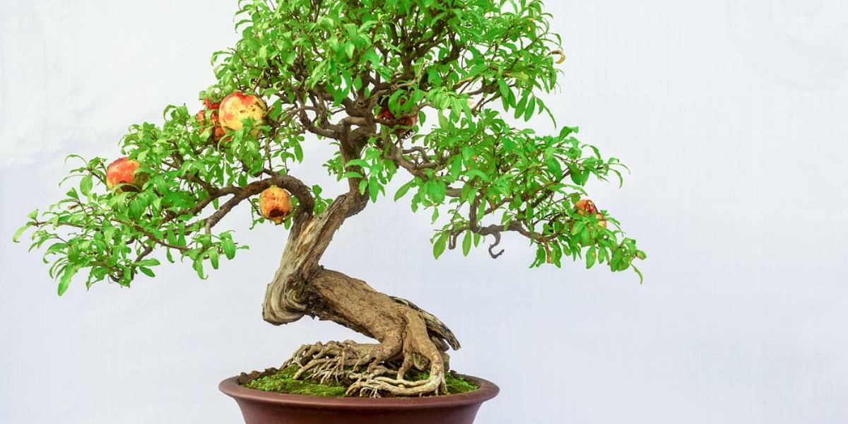 What is the first step to start growing a simple bonsai tree?