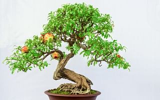 What is the first step to start growing a simple bonsai tree?