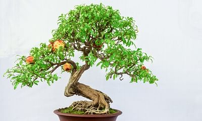 What is the first step to start growing a simple bonsai tree?