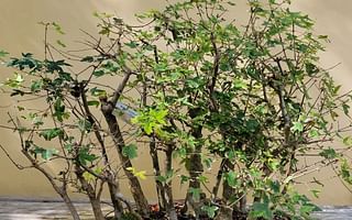What is the symbolism behind a bonsai tree?