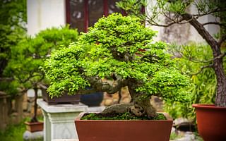 What kind of plant should I choose to make a bonsai tree?