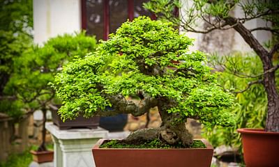 What kind of plant should I choose to make a bonsai tree?