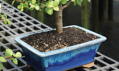 What should a first-timer know about growing bonsai?