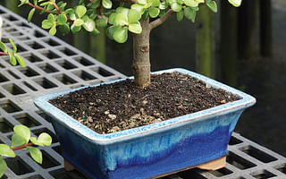 What should a first-timer know about growing bonsai?
