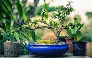 What should I consider before creating a bonsai plant?