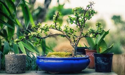 What should I consider before creating a bonsai plant?