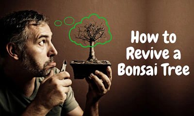 What should I do if my bonsai tree is dying?