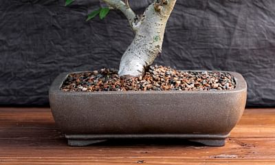 What type of tree or plant is best for bonsai making?
