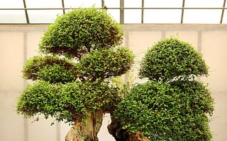 When should I repot my bonsai tree?