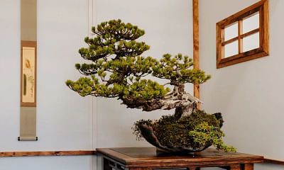 Where can I find an instruction guide to the Japanese art of bonsai?