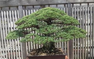 Where do bonsai trees grow?