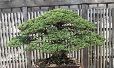 Where do bonsai trees grow?