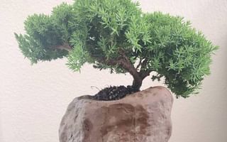 Which Bonsai trees are best for indoors in India?