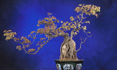 Which bonsai trees mature quickly?