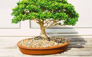 Which tree species are good for indoor bonsai in India?