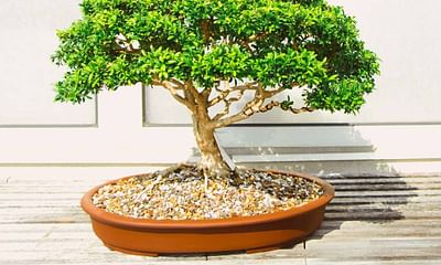 Which tree species are good for indoor bonsai in India?