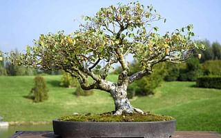 Which trees from the Northeast U.S. are suitable for bonsai?