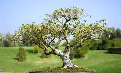 Which trees from the Northeast U.S. are suitable for bonsai?