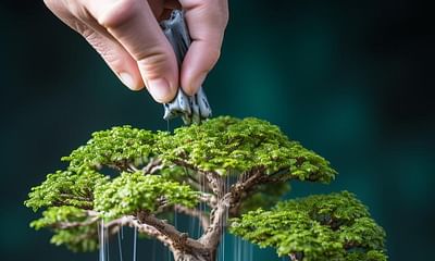 Why and when should one fertilize a bonsai?