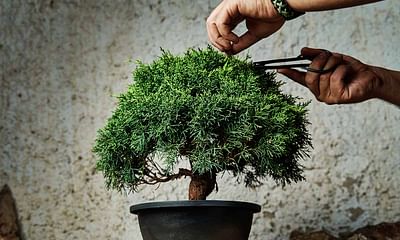 Why are bonsai trees shaped so oddly?