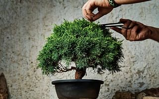 Why are bonsai trees shaped so oddly?