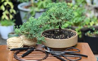 Why do Bonsai trees have small leaves?