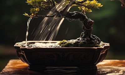 Why do bonsai trees need to be watered every day?