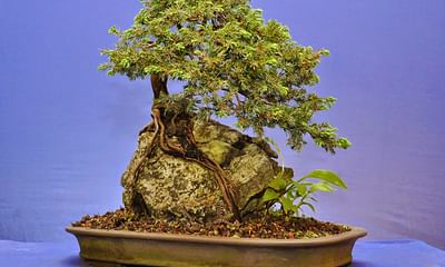 Why do we let the plant grow big and then cut it back to make a bonsai?