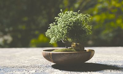 Why don't bonsai trees grow bigger?