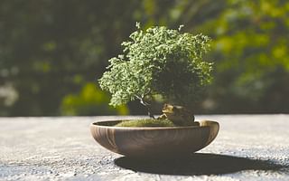 Why don't bonsai trees grow bigger?
