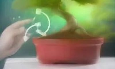 Why is fertilizer important to Bonsai and what are some common misconceptions about it?