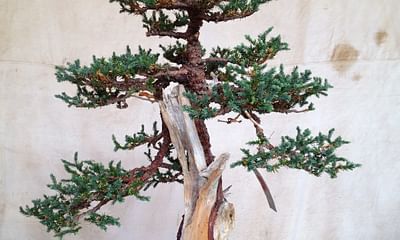 Why is it difficult to grow Bonsai trees at home?