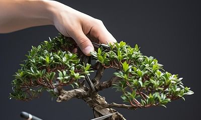 Why should you prune a bonsai at an angle?