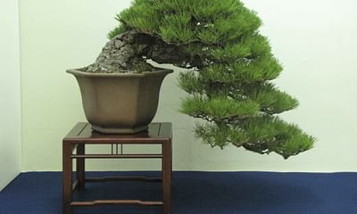Will a bonsai tree grow to its normal height when set free in ground soil?