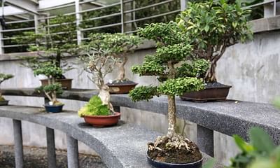 Will a small bonsai tree grow larger if it is removed from a pot and planted in the ground?