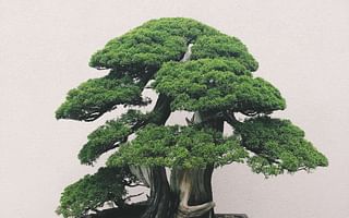 🌿 Discover Your Ideal Bonsai Tree Quiz 🌳
