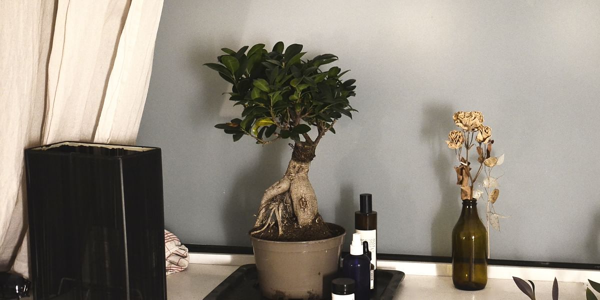 Mastering Bonsai Care Watering, Pruning, and Feeding Bonsai for